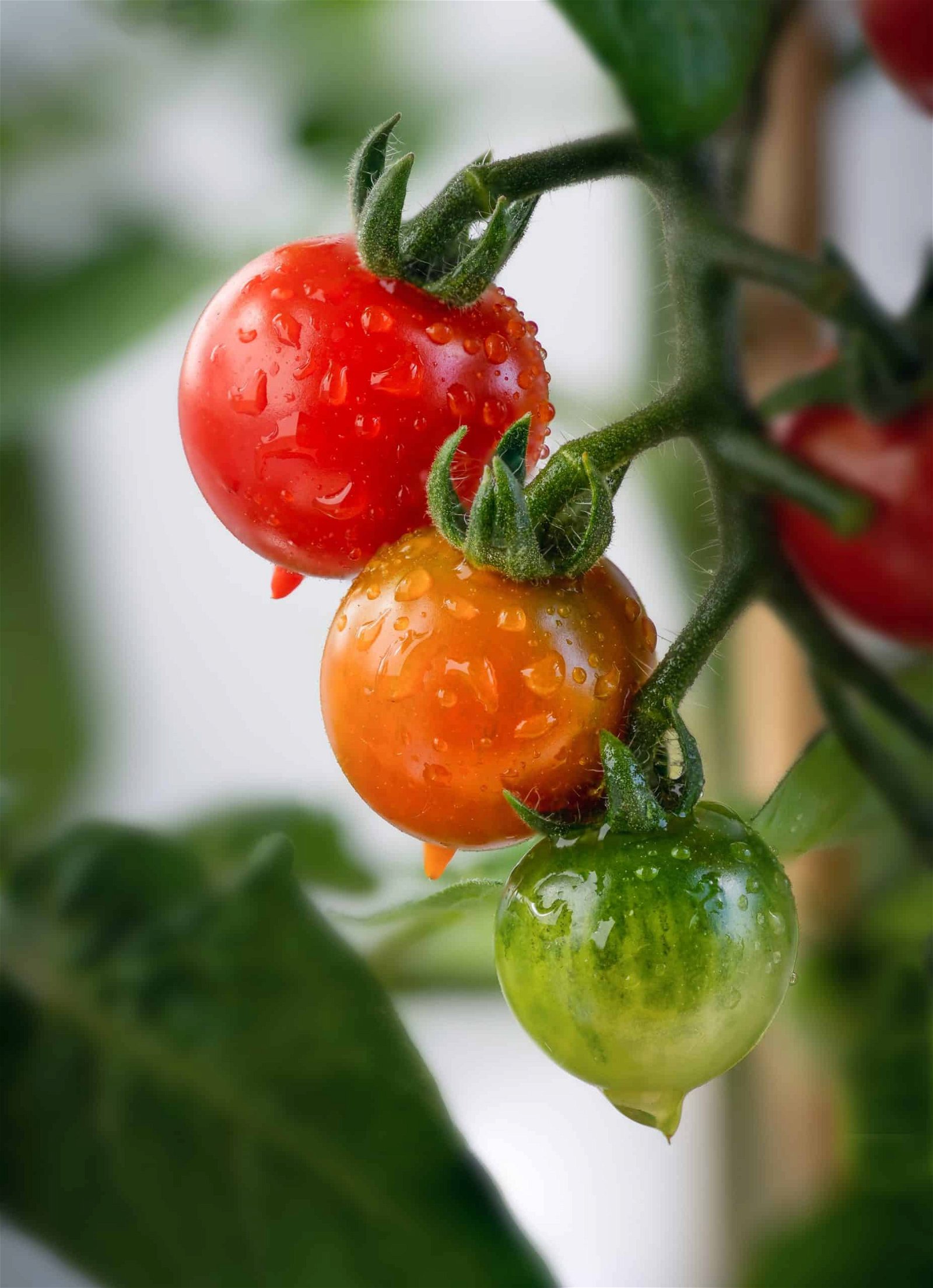 Mit diesen Tipp können Sie Tomaten richtig pflanzen
